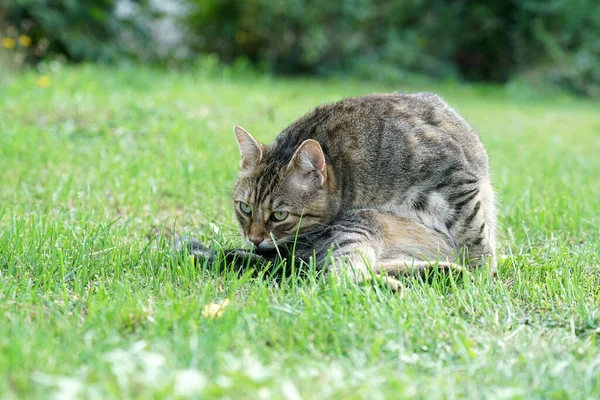 Крупним Планом Чарівний Кіт Лежить Зеленій Траві — стокове фото
