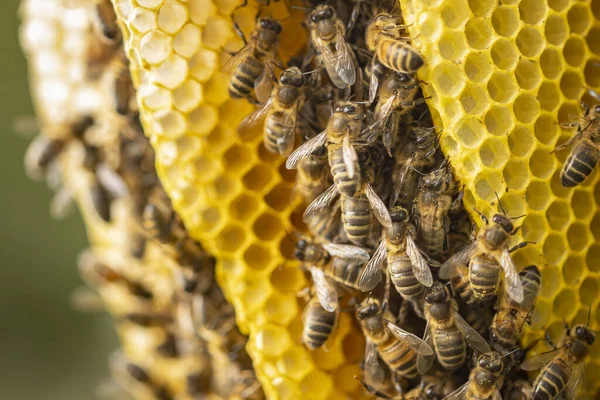 Gros Plan Couches Nid Abeilles Étroitement Emballées Une Colonie Apis — Photo