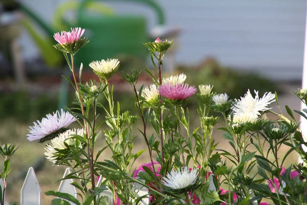 Primer Plano Flores Aster Jardín — Foto de Stock