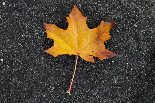 Beautiful Top View Shot Maple Leaf — Stock Photo, Image