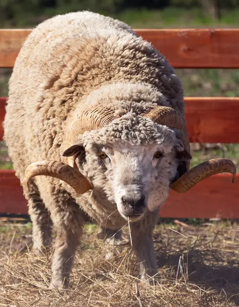 Een Verticaal Schot Van Een Ram — Stockfoto