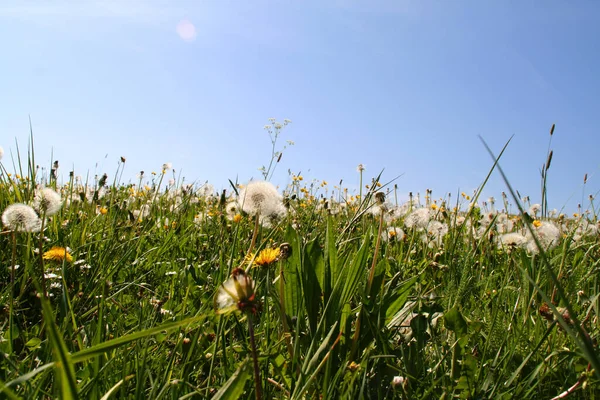 Closeup Shot Blooming Dandelion Flowers Greenery — Stock Photo, Image