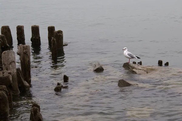 View Seagull Resting Rock Water Surface Old Pier — Stock Photo, Image