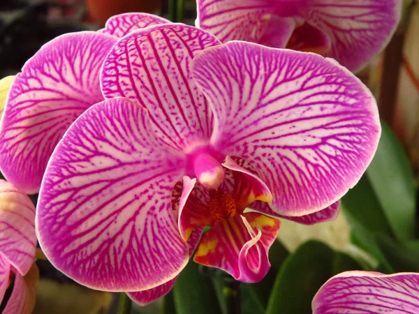 Tiro Close Flores Cor Rosa Bonitas Orchid — Fotografia de Stock