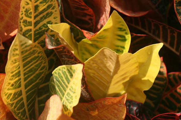 Zbliżenie Krotona Płonącego Krotona Ogrodowego Lub Urozmaiconego Krotona Liści Kolorowych — Zdjęcie stockowe