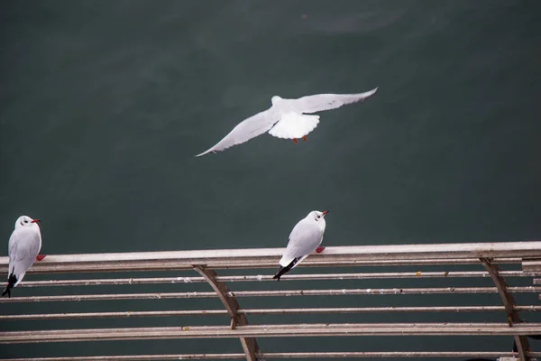 Alto Ángulo Tiro Gaviotas Pie Las Vallas Barco Mar —  Fotos de Stock