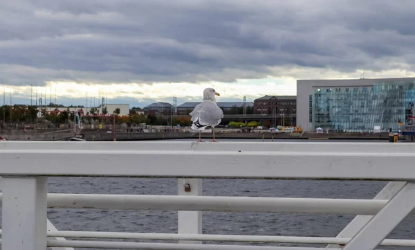 Una Gaviota Pie Puente Mirando Agua —  Fotos de Stock