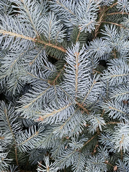 Vertical Closeup Shot Branches Spruce Tree Stock Image