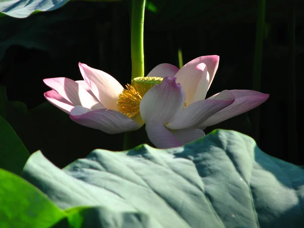 Eine Selektive Fokusaufnahme Von Wunderschönem Rosa Lotus Umgeben Von Viel — Stockfoto