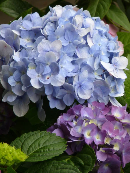 Büyüleyici Bir Ortanca Çiçeği Görüntüsü — Stok fotoğraf
