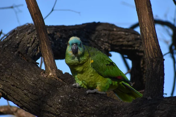 Turquoise Fronted Amazon Amazona Aestiva Also Called Turquoise Fronted Parrot — Stock Photo, Image