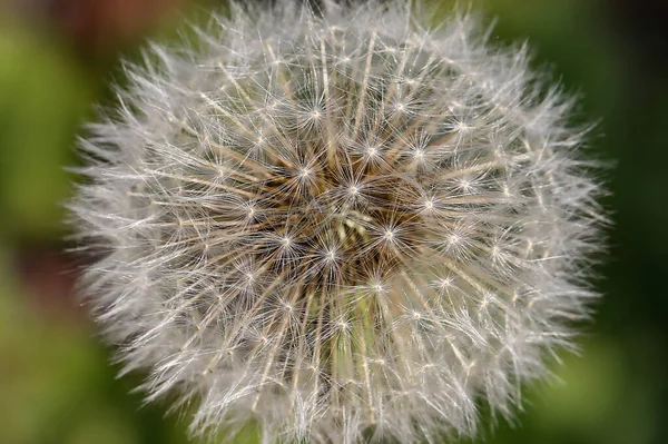 Primer Plano Diente León Esponjoso Sobre Fondo Borroso —  Fotos de Stock