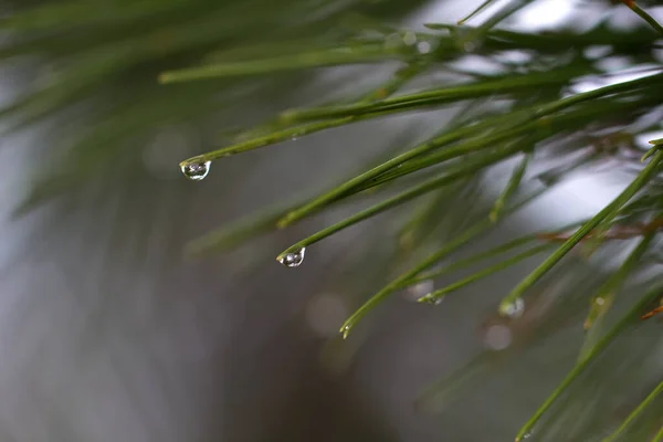 水滴のある緑の植物の選択的焦点ショット — ストック写真