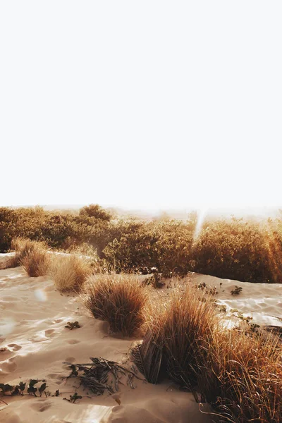 Вертикальный Снимок Растений Посреди Пустыни — стоковое фото