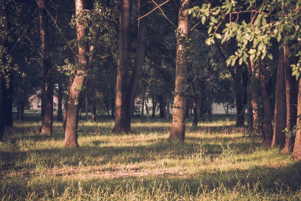 Landscape Trees Sunlight — Stock Photo, Image