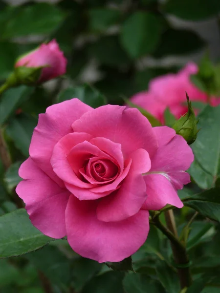Tiro Close Uma Bela Rosa Rosa Flor — Fotografia de Stock