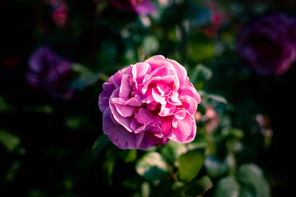 Вибірковий Фокус Рожевої Троянди Темному Розмитому Фоні — стокове фото