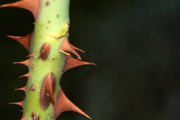 Closeup Stem Rose Thorns Blurred Background — Stock Photo, Image