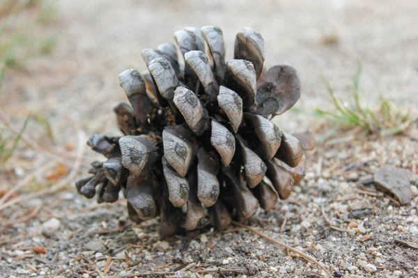 Eine Selektive Fokusaufnahme Eines Tannenzapfens Auf Einem Boden — Stockfoto