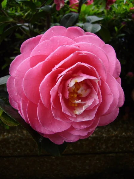 Een Verticaal Close Shot Van Roze Camellia Roos — Stockfoto