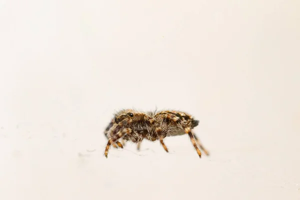 Beyaz Bir Yüzey Üzerinde Bir Tarantula Seçici Odak Çekimi — Stok fotoğraf