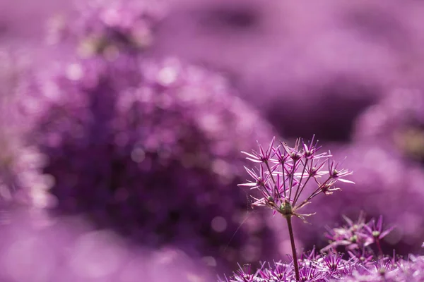 Florecientes Flores Violetas Puerro Jardín Allium — Foto de Stock