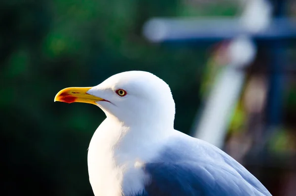 Sebuah Tembakan Jarak Dekat Dari Burung Camar Yang Indah — Stok Foto
