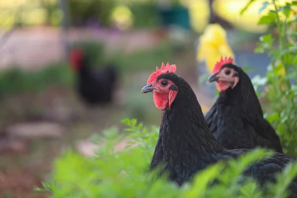 Twee Australorpen Een Boerderij Verborgen Achter Groene Planten — Stockfoto