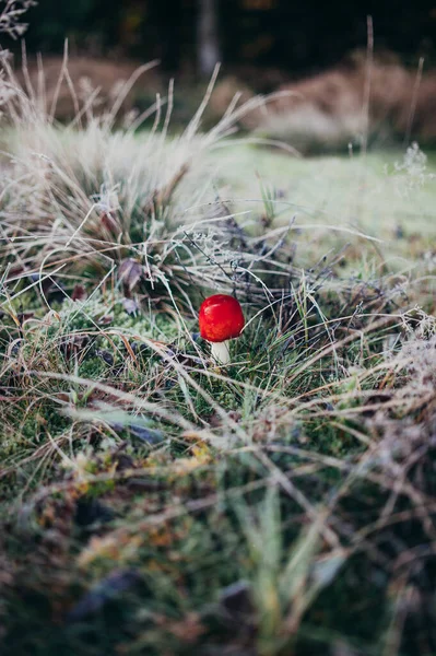 Vertical Shot Small Red Mushroom Ground — Stock Photo, Image