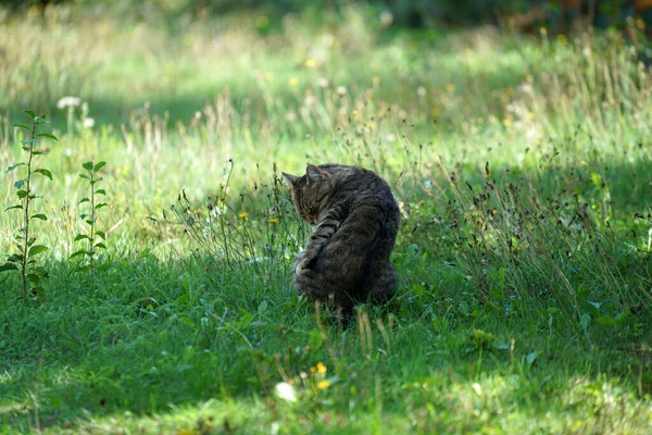 Primo Piano Gatto Carino Seduto Sull Erba Leccarsi — Foto Stock