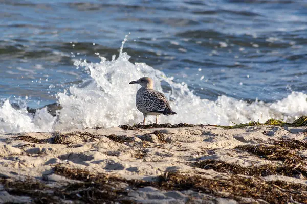 Uma Gaivota Praia Direção Ondas Mar — Fotografia de Stock