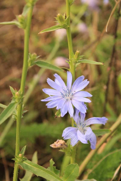 Selektiv Fokusbild Vackra Chicory Blomma — Stockfoto