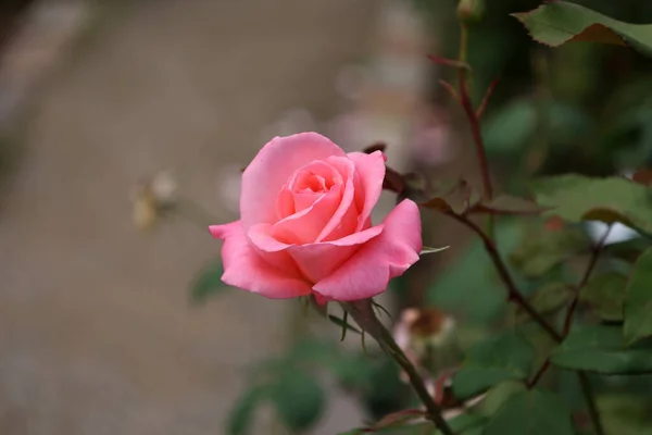 花园里一枝粉红色美丽的玫瑰的特写 — 图库照片