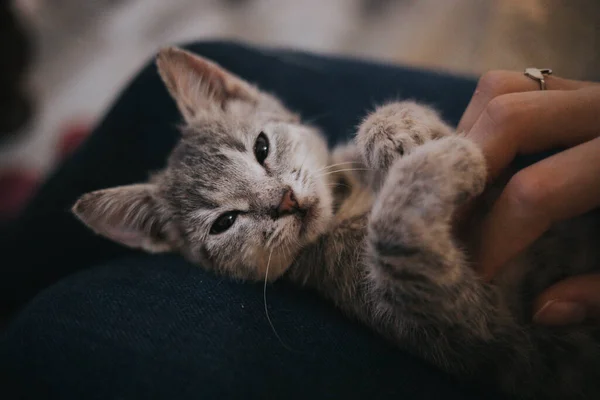 Tiro Ângulo Alto Gatinho Adorável Descansando Colo Pessoa — Fotografia de Stock