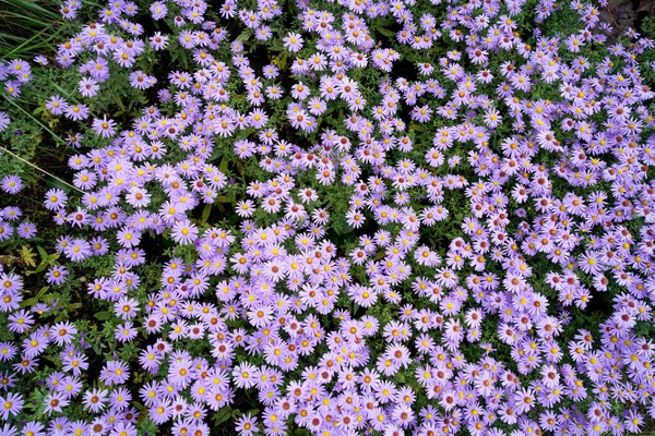 Eine Nahaufnahme Lila Aromatischer Asterblumen Auf Einem Feld — Stockfoto