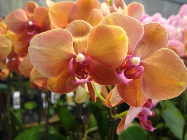 Close Belas Orquídeas Phalaenopsis Fundo Borrado — Fotografia de Stock