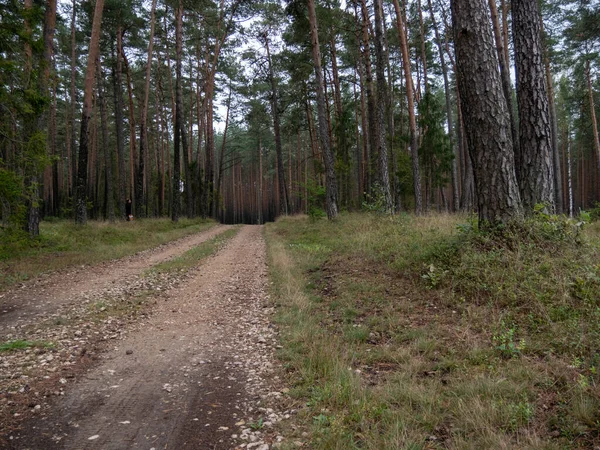 Beau Cliché Paysage Forestier Sous Soleil — Photo