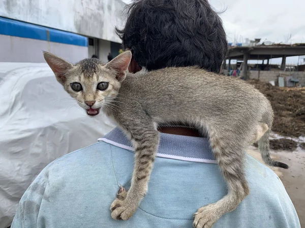 Gattino Grigio Sul Dorso Maschio — Foto Stock