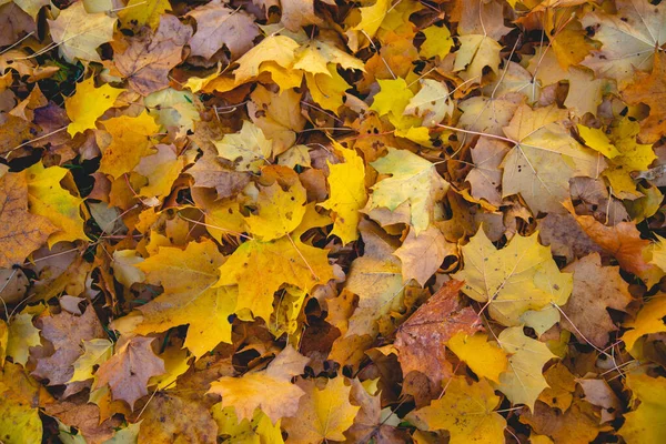 Крупный План Цветных Осенних Листьев Земле — стоковое фото