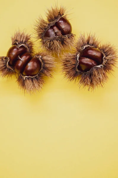 Vertical Closeup Shot Sweet Chestnut Shell Yellow Background — Stock Photo, Image