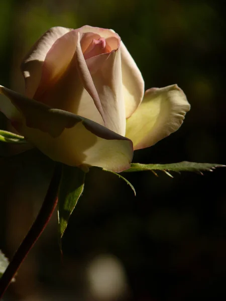Μια Κάθετη Επιλεκτική Λήψη Ενός Λευκού Τριαντάφυλλου Στη Φύση — Φωτογραφία Αρχείου