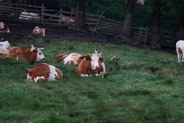 Zdjęcie Krów Pasących Się Pastwisku Wiejska Wieś Regionie Siedmiogrodu Rumunii — Zdjęcie stockowe