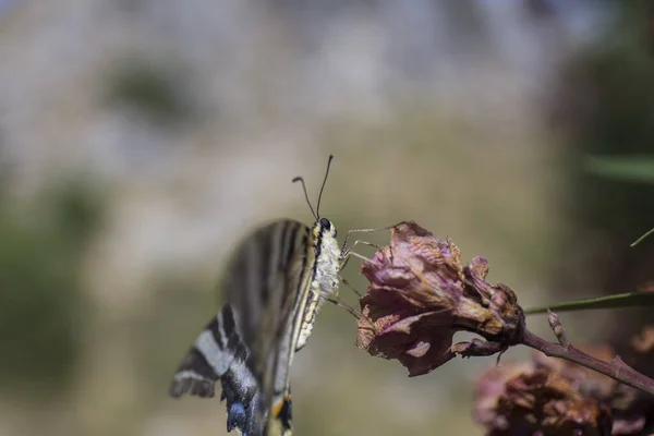 Macro Butterfly Perched Flower Butterfly Wings Have Black White Stripes — Stock Photo, Image