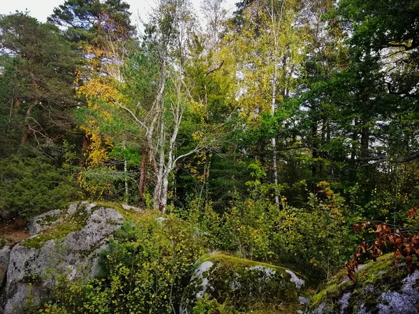 Άποψη Των Δέντρων Στο Δάσος Κατά Διάρκεια Μιας Ηλιόλουστης Ημέρας — Φωτογραφία Αρχείου