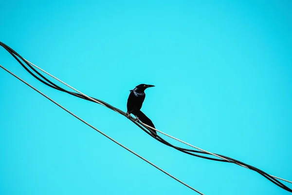 Makroaufnahme Einer Brauer Amsel Auf Einer Hochspannungsleitung — Stockfoto