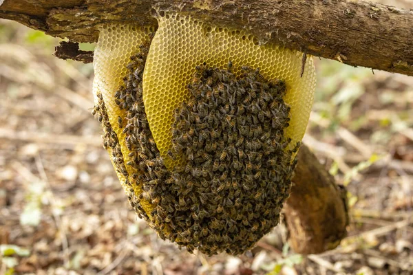 Kolonia Dzikiego Apis Mellifera Carnica Lub Zachodnie Pszczoły Miodne Warstwowym — Zdjęcie stockowe