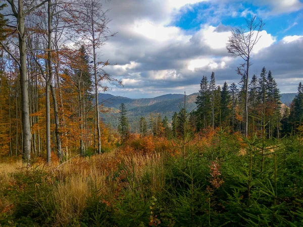 Ein Schuss Fichtenwald Herbst Die Malerische Natur Herbst — Stockfoto