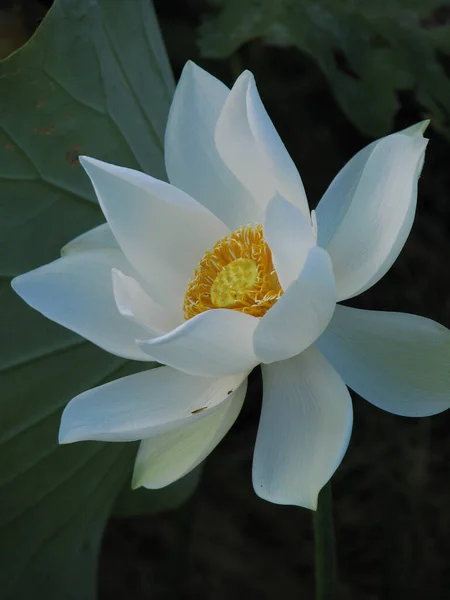 Tiro Foco Seletivo Belo Lótus Branco Cercado Por Vegetação — Fotografia de Stock