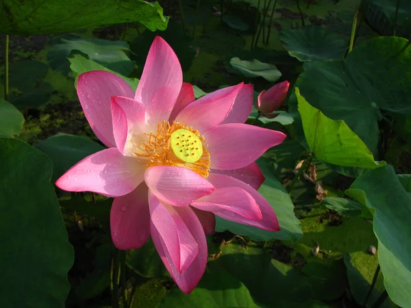 Eine Nahaufnahme Von Lotus Teich — Stockfoto