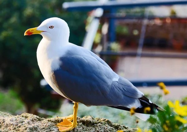 Closeup Shot Beautiful Seagull — Stock Photo, Image
